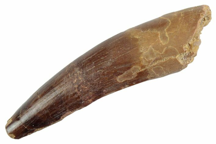 Fossil Spinosaurus Tooth - Feeding Worn Tooth #368064